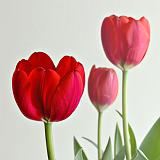 Red Tulips_P1100750-2